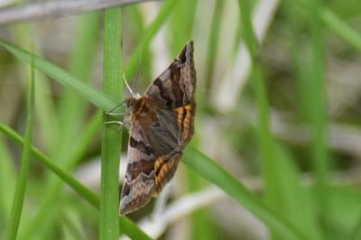 <i>Euclidia glyphica</i>