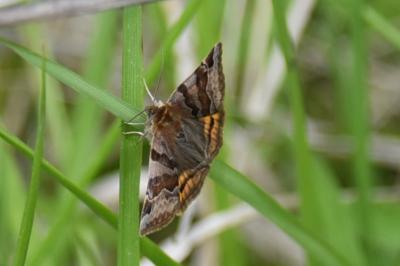 <i>Euclidia glyphica</i>