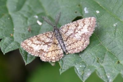 <i>Ematurga atomaria</i>