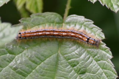 <i>Malacosoma neustria</i>