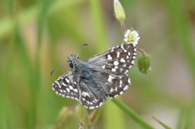 <i>Pyrgus malvae</i>