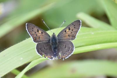 <i>Lycaena tityrus</i>