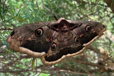 <i>Saturnia pyri</i>