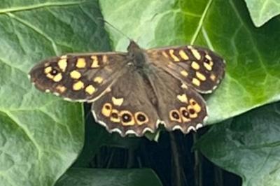 <i>Pararge aegeria</i>