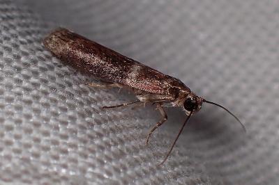 <i>Cryptoblabes bistriga</i>