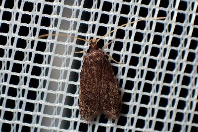 <i>Homaloxestis briantiella</i>