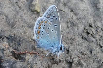 <i>Polyommatus icarus</i>