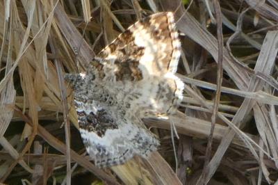 <i>Epirrhoe alternata</i>