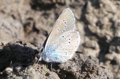 <i>Cyaniris semiargus</i>