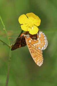 <i>Euphydryas aurinia</i>