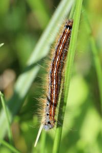 <i>Malacosoma neustria</i>