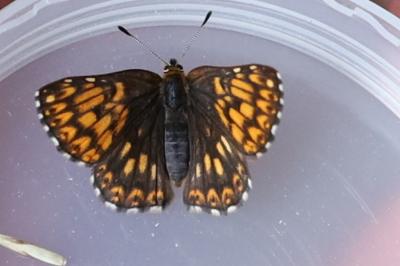 <i>Hamearis lucina</i>