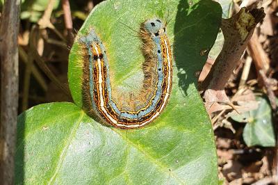 <i>Malacosoma neustria</i>