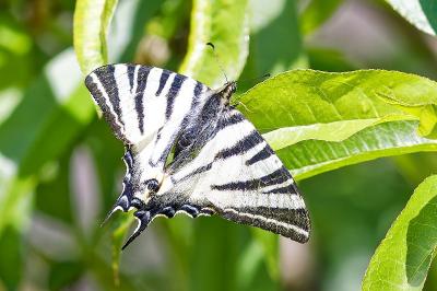 <i>Iphiclides podalirius</i>