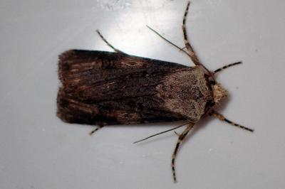 <i>Agrotis puta</i>