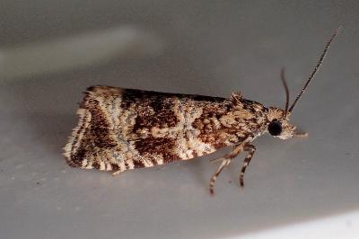 <i>Celypha lacunana</i>
