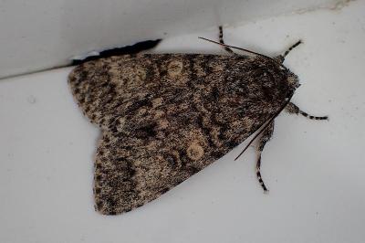 <i>Acronicta megacephala</i>