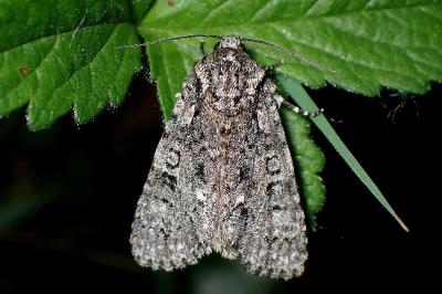 <i>Acronicta rumicis</i>
