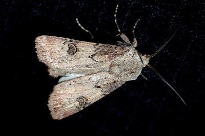 <i>Agrotis puta</i>