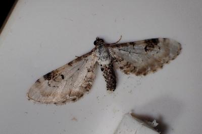 <i>Eupithecia centaureata</i>