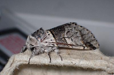 <i>Furcula bifida</i>