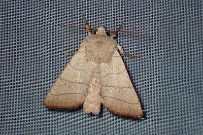 <i>Charanyca trigrammica</i>
