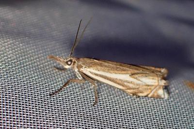 <i>Crambus lathoniellus</i>