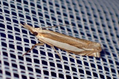 <i>Crambus pascuella</i>