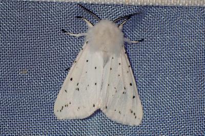 <i>Spilosoma lubricipeda</i>