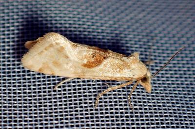 <i>Cochylimorpha straminea</i>