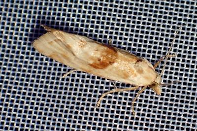 <i>Cochylimorpha straminea</i>