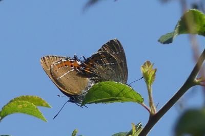 <i>Satyrium pruni</i>