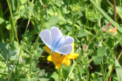 <i>Polyommatus icarus</i>