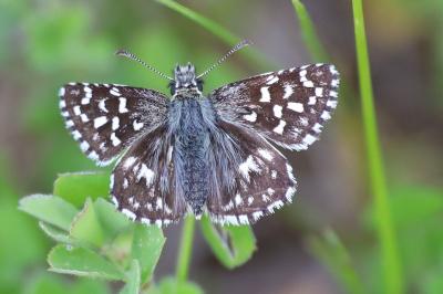 <i>Pyrgus malvae</i>