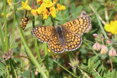 <i>Melitaea cinxia</i>
