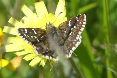 <i>Pyrgus serratulae</i>
