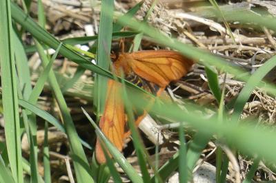 <i>Diacrisia sannio</i>
