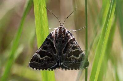 <i>Euclidia mi</i>