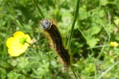 <i>Malacosoma neustria</i>