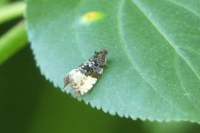 <i>Hedya pruniana</i>
