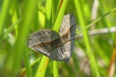 <i>Scotopteryx luridata/mucronata</i>