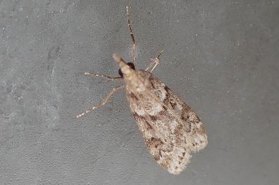 <i>Scoparia</i>