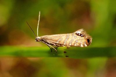 <i>Glyphipterix thrasonella</i>