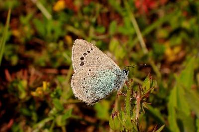 <i>Glaucopsyche alexis</i>