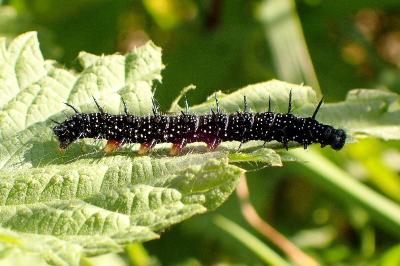 <i>Aglais io</i>