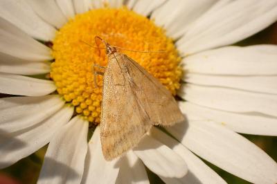 <i>Sitochroa verticalis</i>