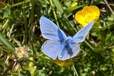 <i>Polyommatus icarus</i>