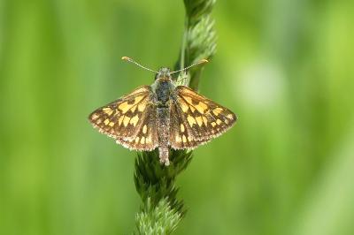 <i>Carterocephalus palaemon</i>