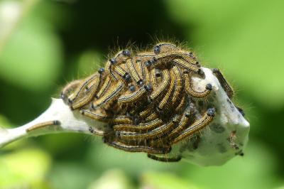 <i>Malacosoma neustria</i>