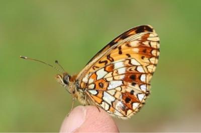 <i>Boloria selene</i>